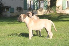Melba-6-mois-et-sa-copine