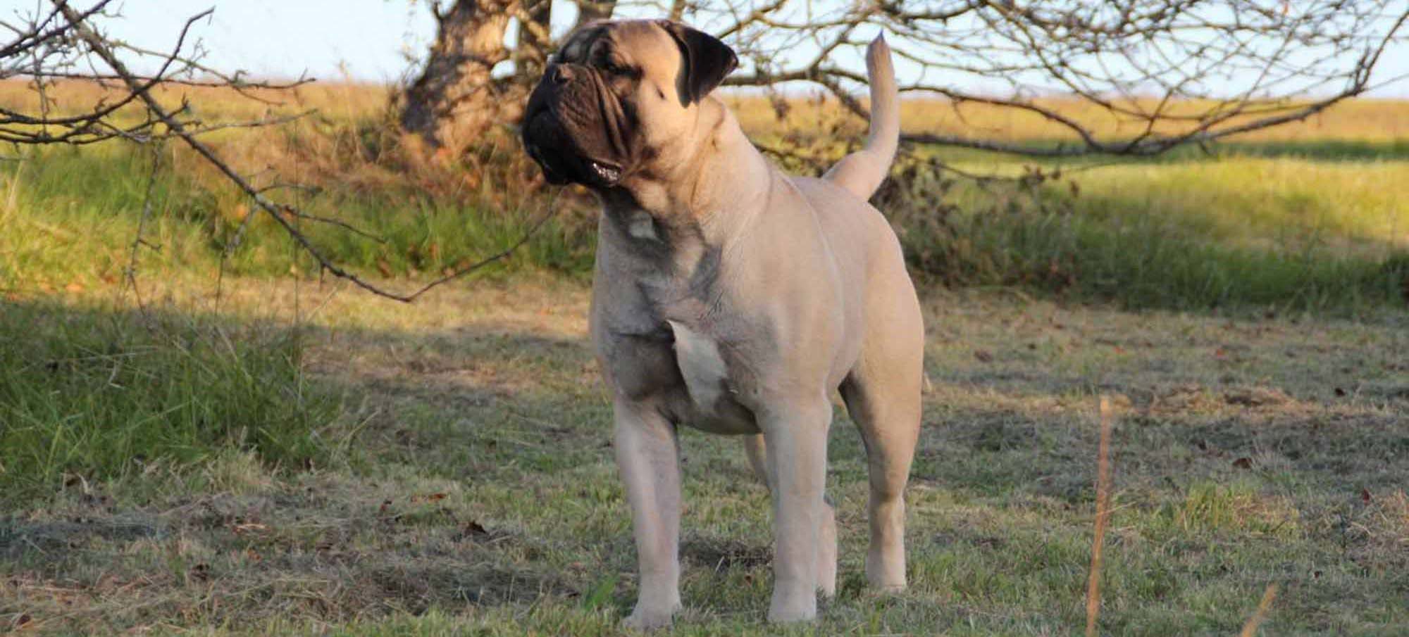 Mastiffs et Bullmastiffs de Molossie